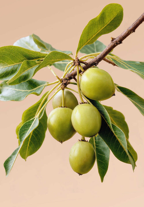 ABOUT-US_PAGE-DANS-NOS-PRODUITS_PHOTO-BLOC-2_SLIDE-8 - Mustela Multi-market - 1