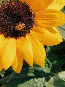 FRANCE – ORGANIC SUNFLOWER